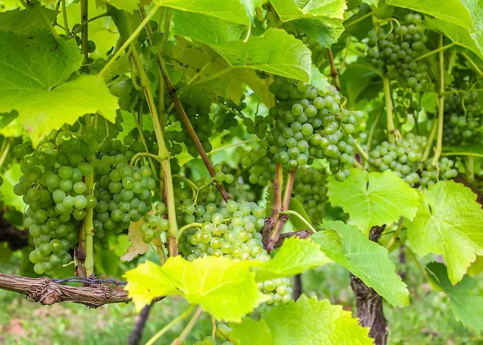 Cozy In With Wifi Ranum